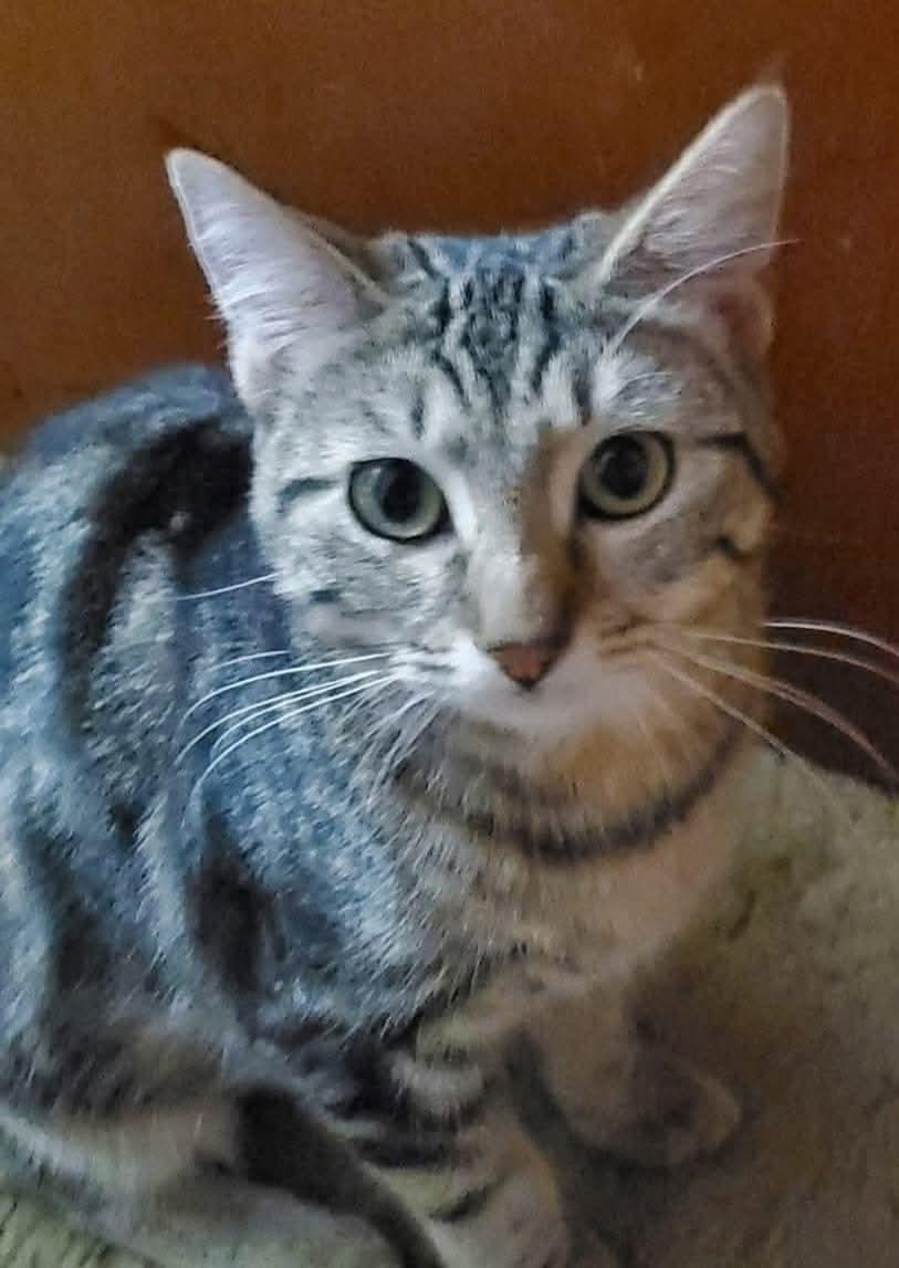 Boo, a Adoptable mixed breed in Sioux City, IA image 2/2