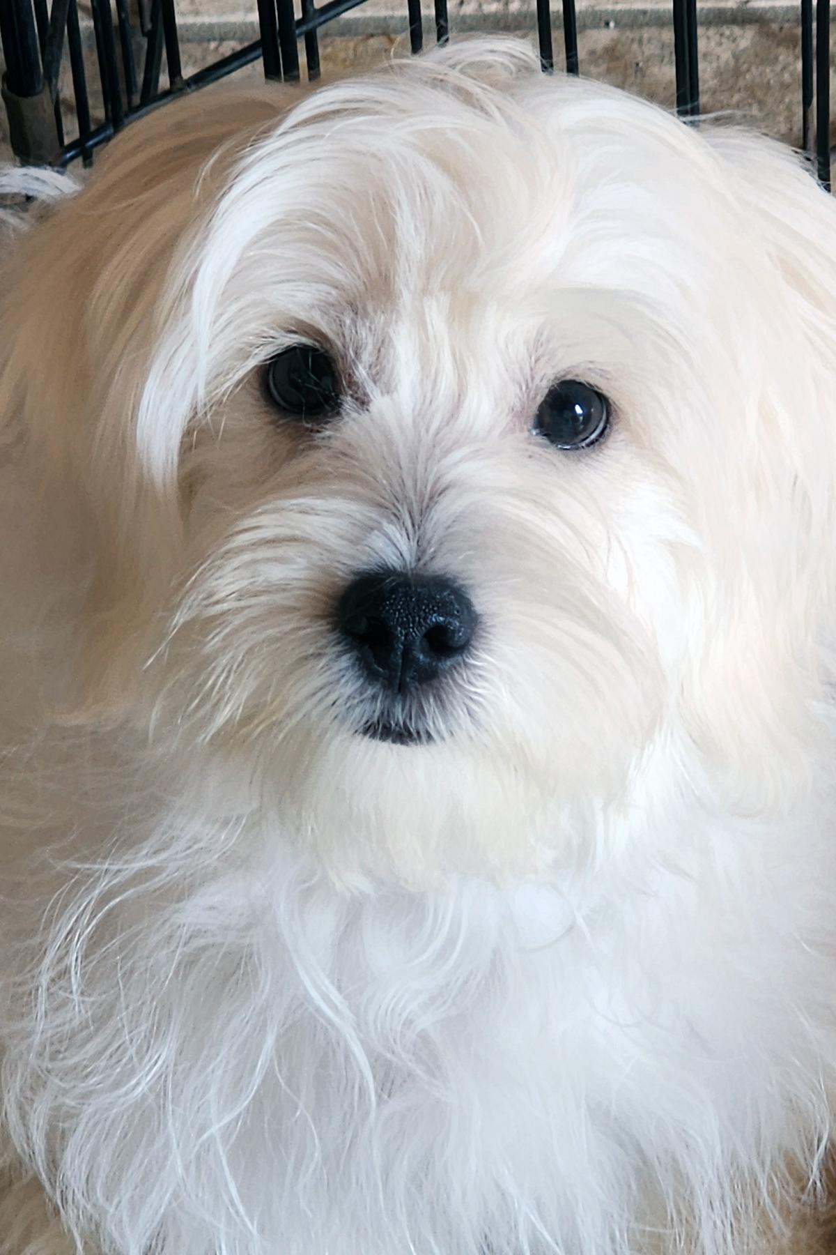 Luke, Adopted, Puppy Male Poodle & Maltipoo.