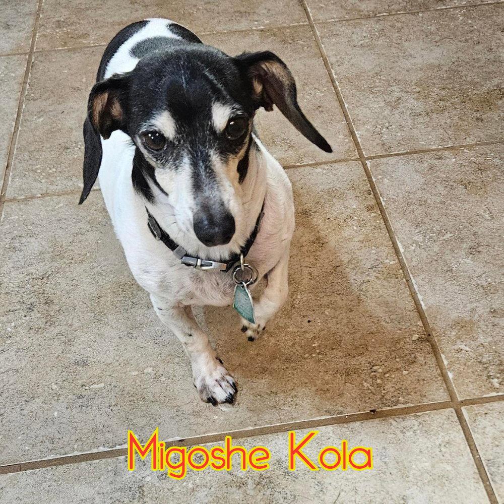 MiGoshe Kola, Adoptable, Adult Male Dachshund.
