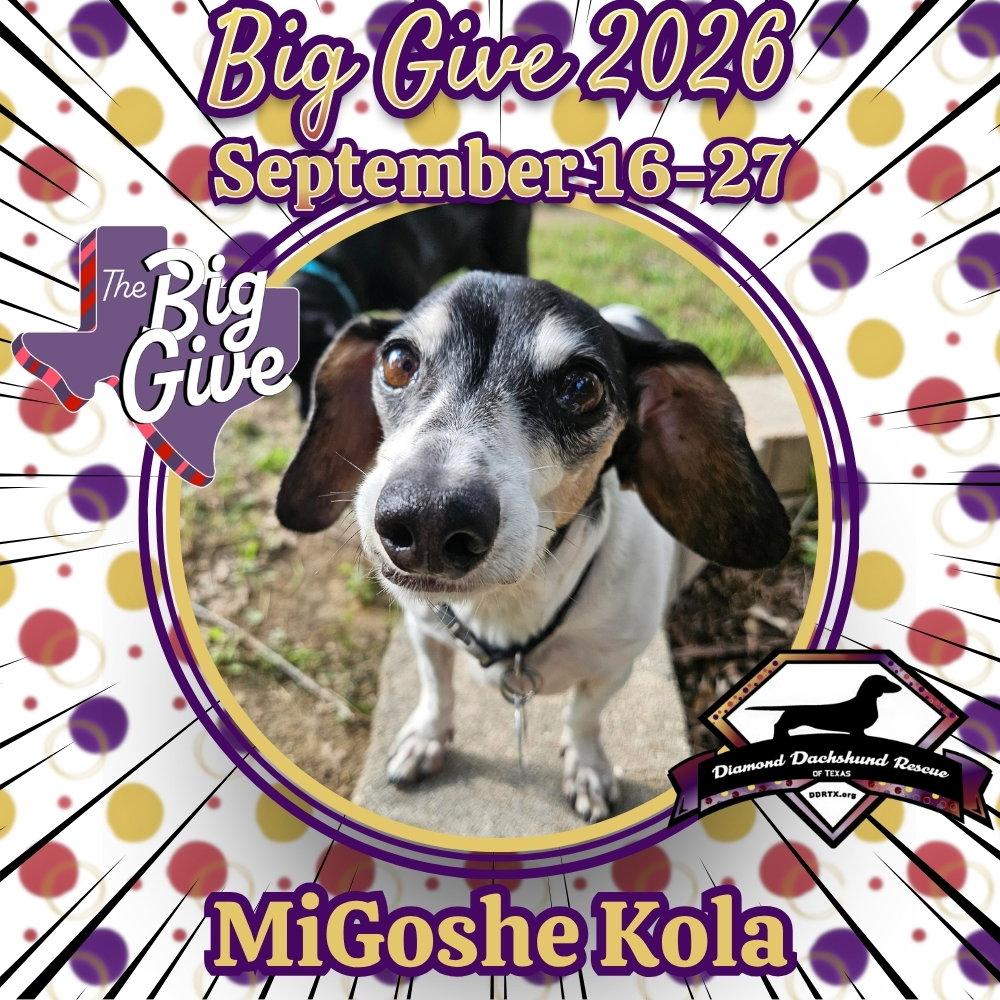 Enlarge MiGoshe Kola, a Adoptable Dachshund in San Antonio, TX image 2/3
