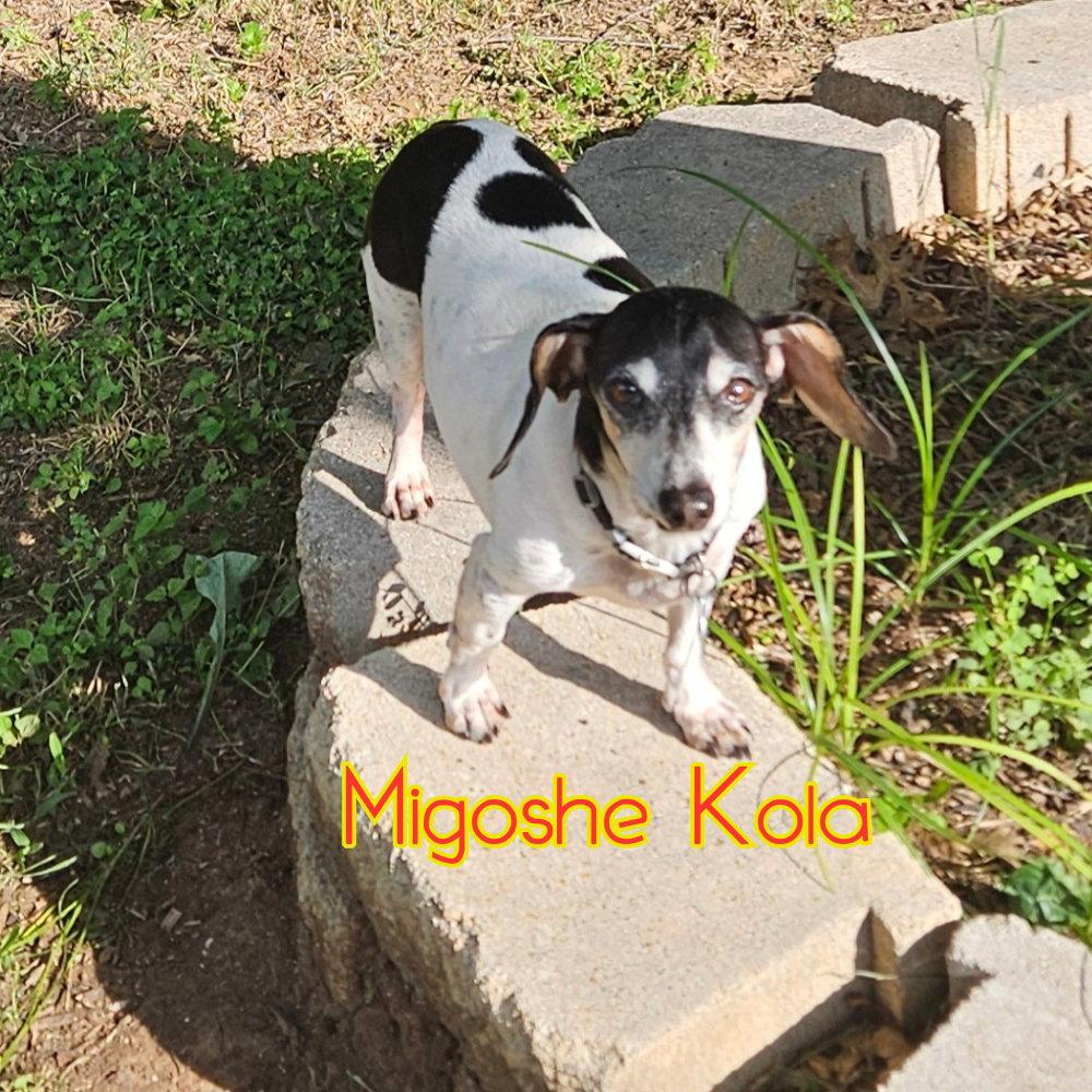 Enlarge MiGoshe Kola, a Adoptable Dachshund in San Antonio, TX image 3/3