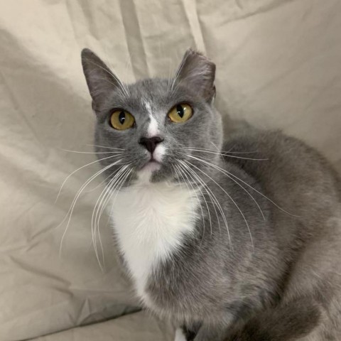 Chibo, a Adoptable Domestic Short Hair in Lyndhurst, VA image 1/3