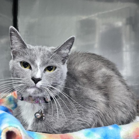 Chibo, a Adoptable Domestic Short Hair in Lyndhurst, VA image 2/3