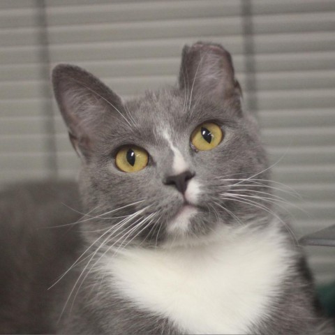 Chibo, a Adoptable Domestic Short Hair in Lyndhurst, VA image 3/3