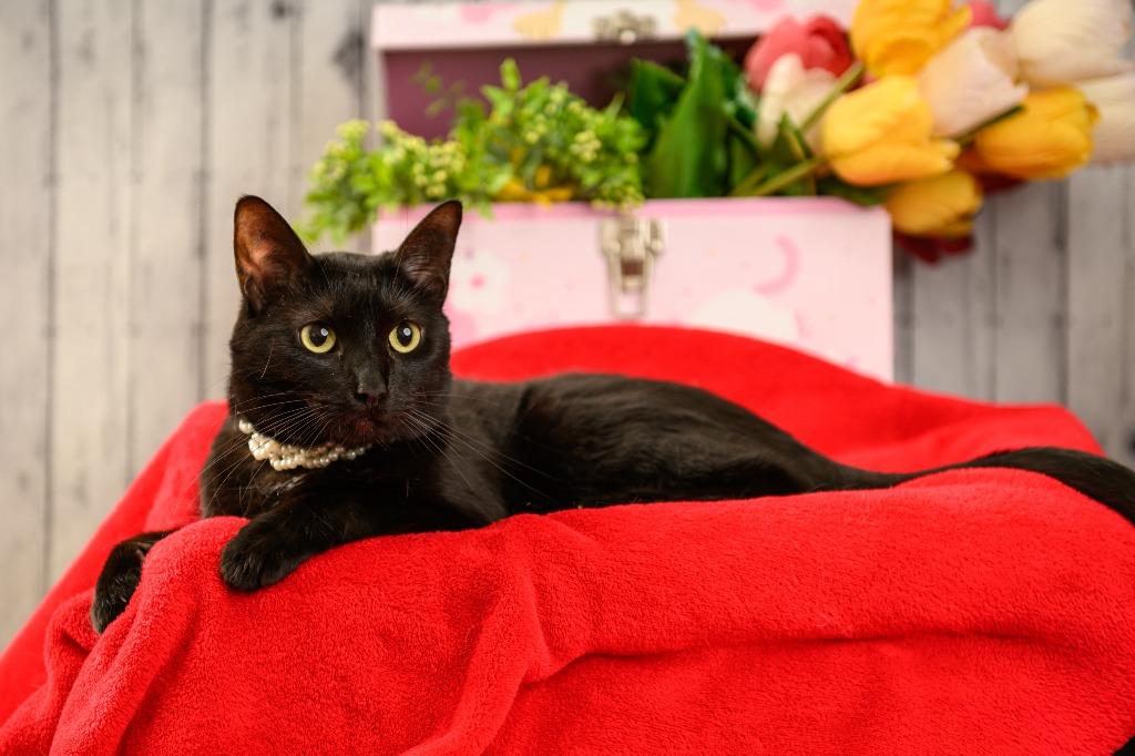 JoJo, Adoptable, Adult Female Domestic Short Hair.