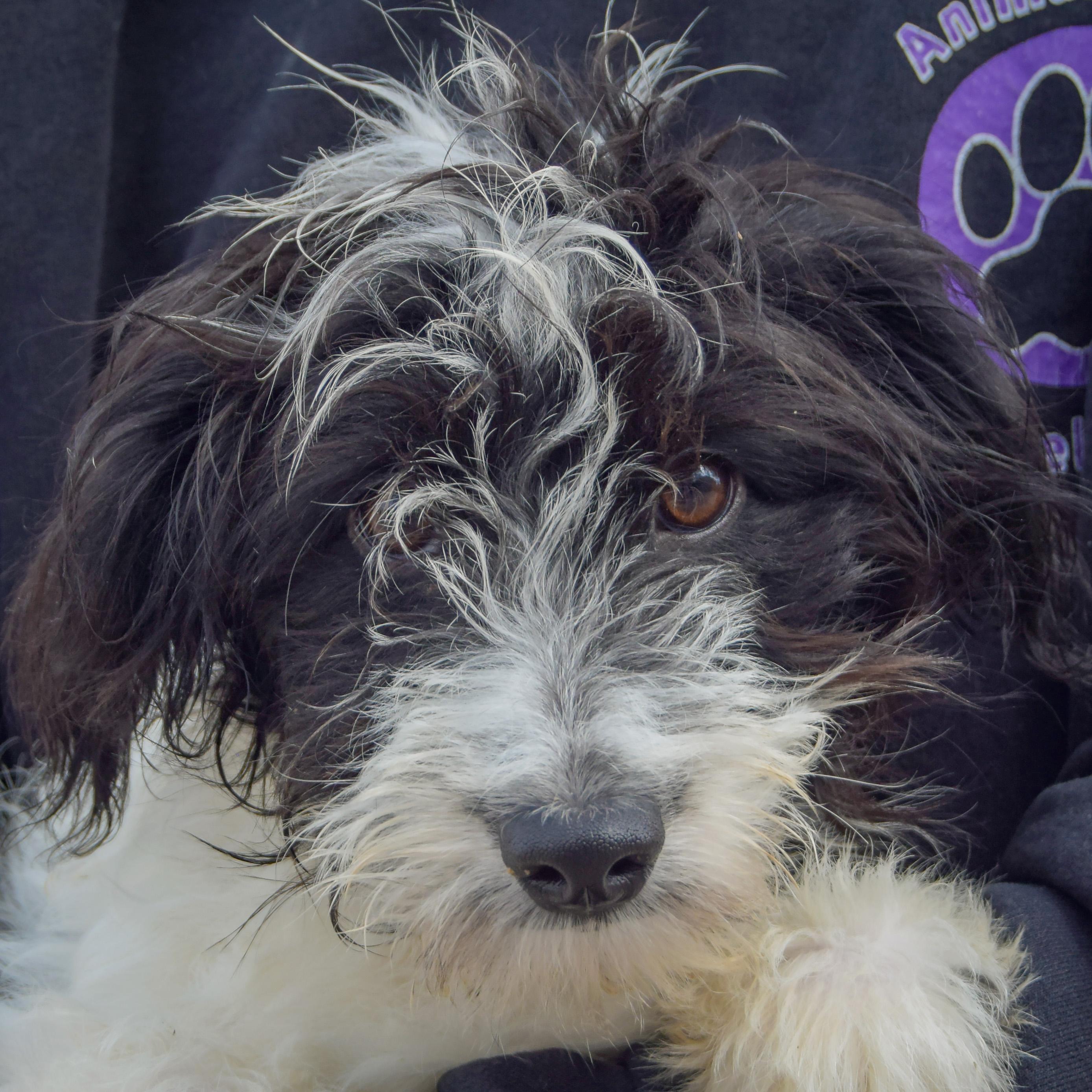 Enlarge Anna Bella, a Adopted mixed breed in Huntley, IL image 1/4