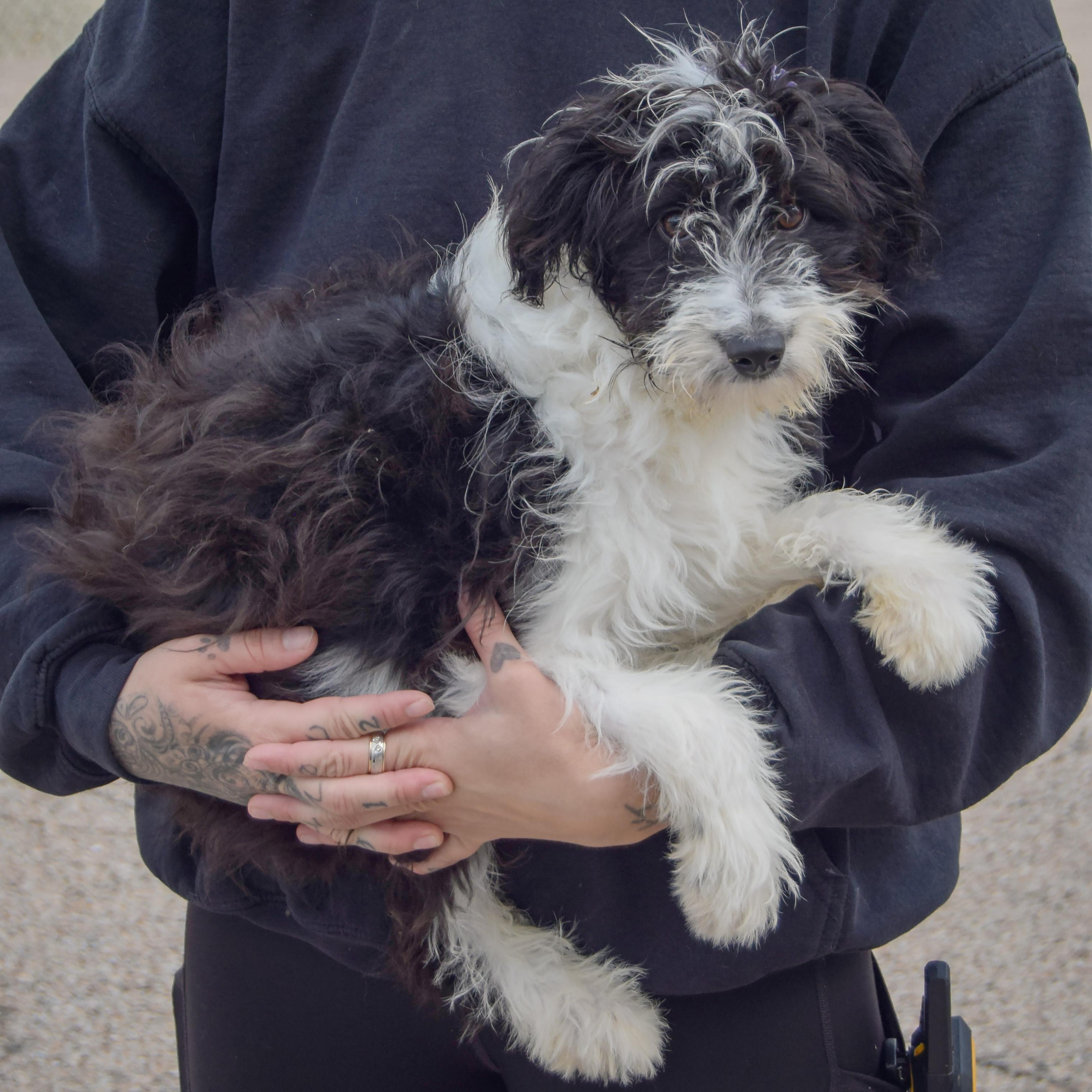 Enlarge Anna Bella, a Adopted mixed breed in Huntley, IL image 2/4