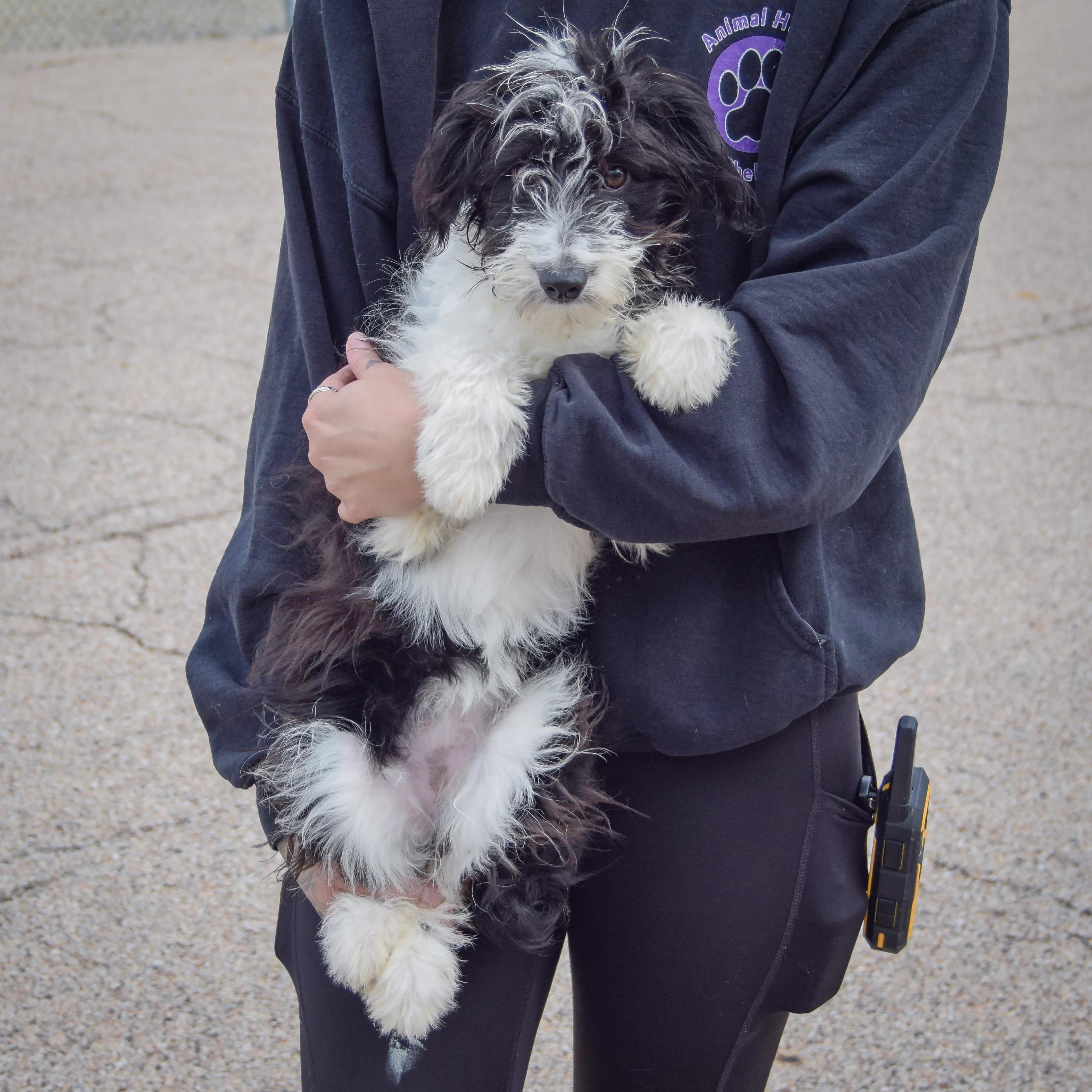Enlarge Anna Bella, a Adopted mixed breed in Huntley, IL image 3/4