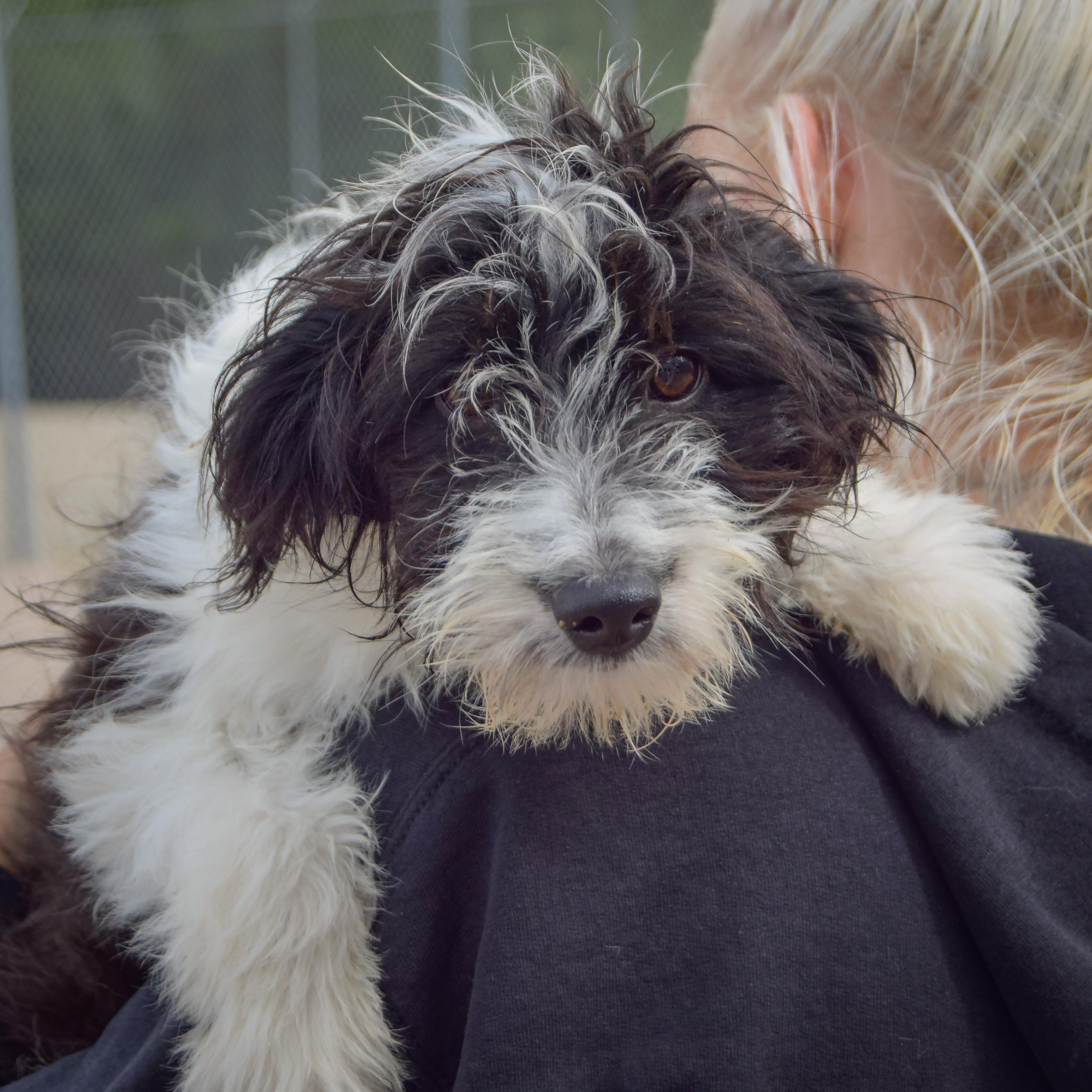 Enlarge Anna Bella, a Adopted mixed breed in Huntley, IL image 4/4