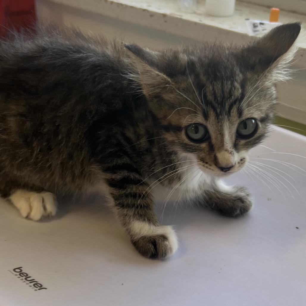 Madelyn, Adoptable, Young Female Domestic Short Hair.