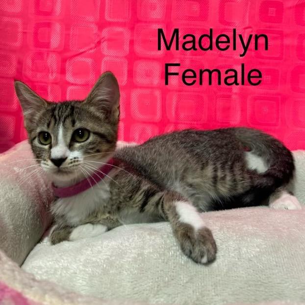 Enlarge Madelyn, a Adoptable Domestic Short Hair in Floresville, TX image 2/3