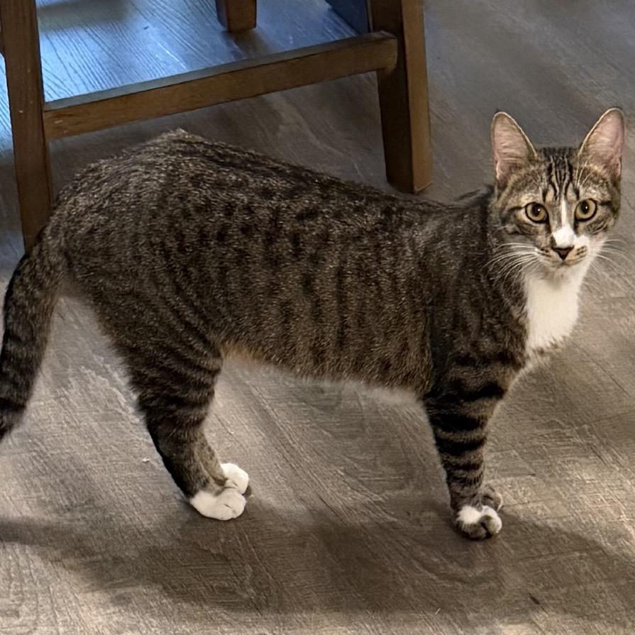 Enlarge Madelyn, a Adoptable Domestic Short Hair in Floresville, TX image 3/3