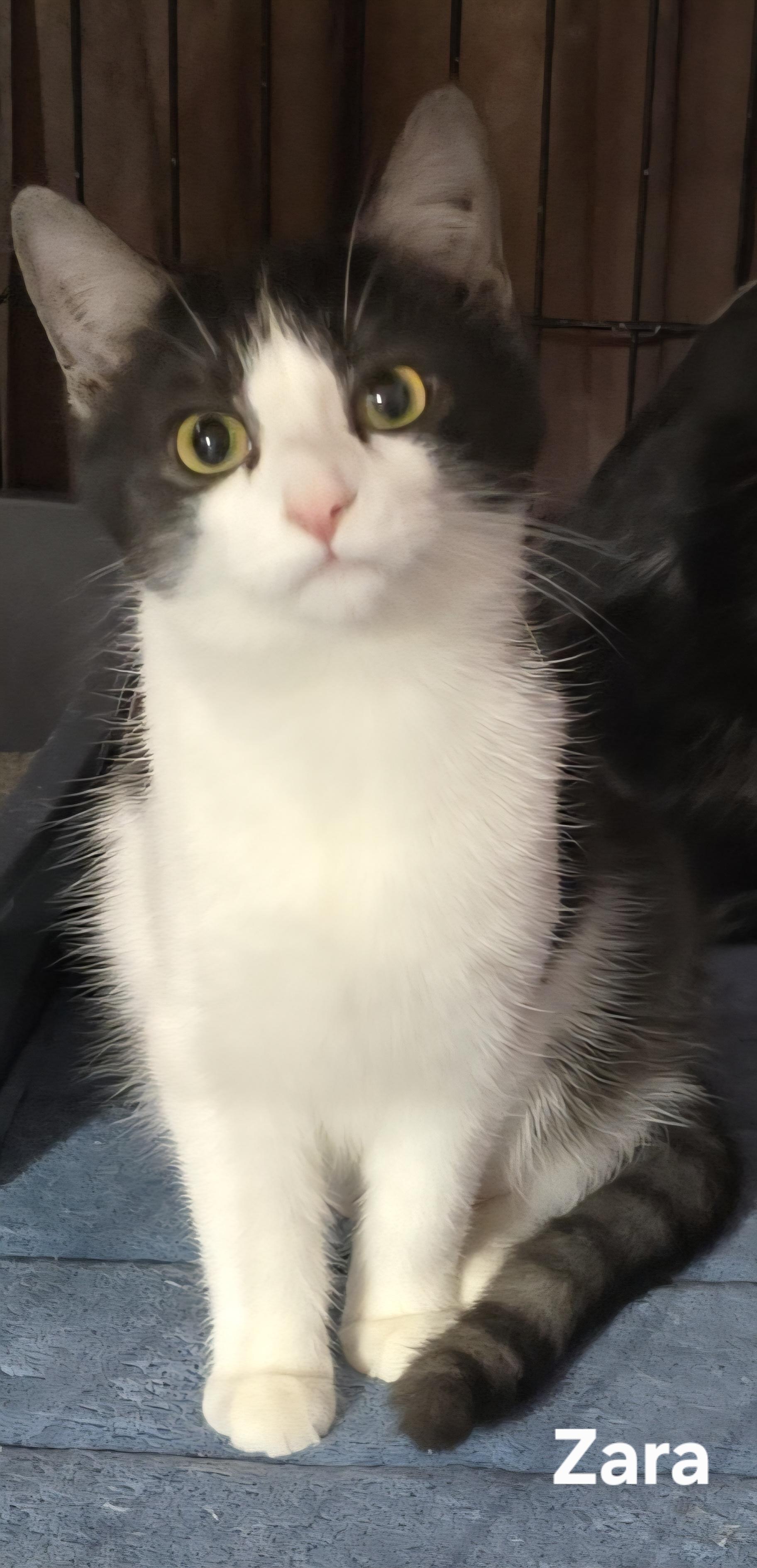 Zara, ADOPTABLE, Young Female Domestic Short Hair.