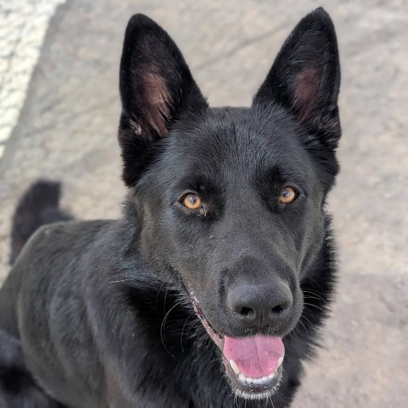 Roscoe*, Adoptable, Adult Male German Shepherd Dog.