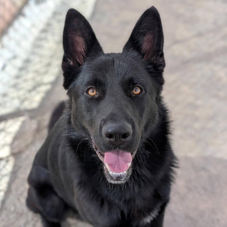 Enlarge Roscoe*, a Adoptable German Shepherd Dog in San Gabriel, CA image 2/3