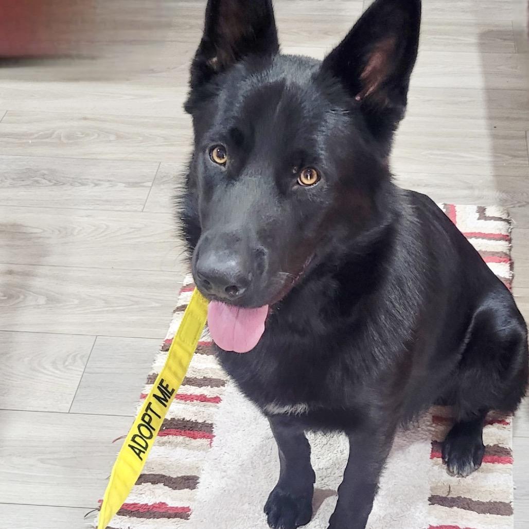 Enlarge Roscoe*, a Adoptable German Shepherd Dog in San Gabriel, CA image 3/3