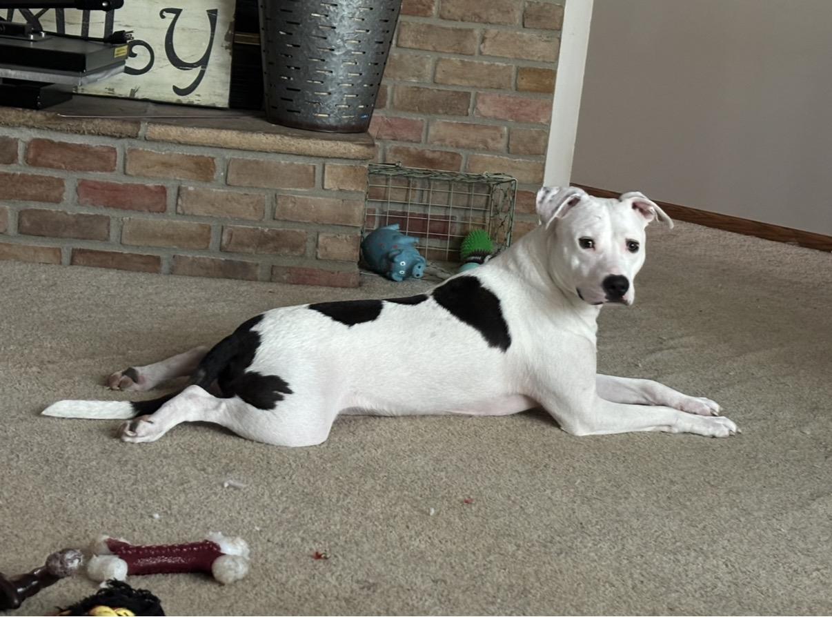 Judge — thumbnail 2