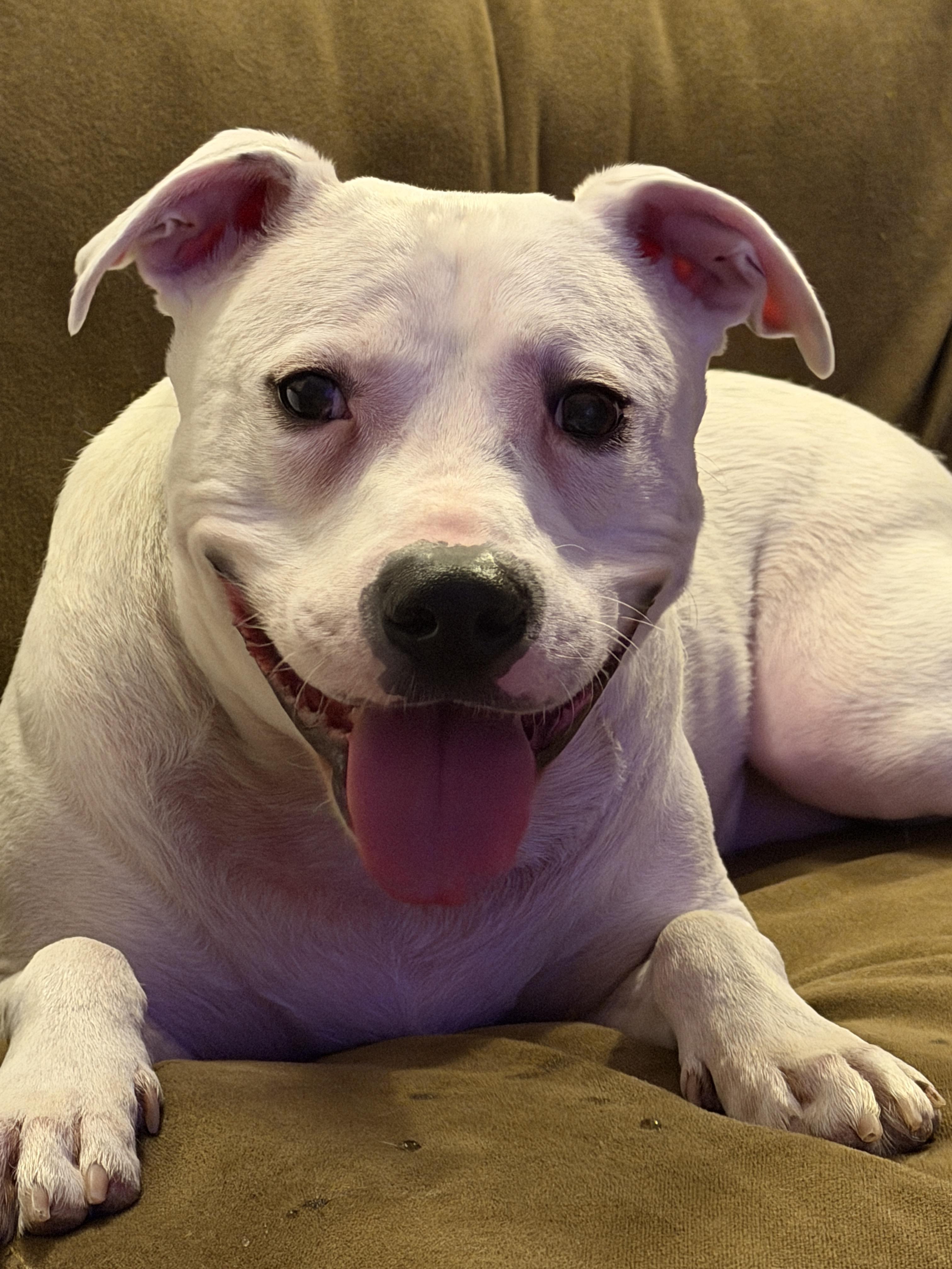 Judge — thumbnail 3