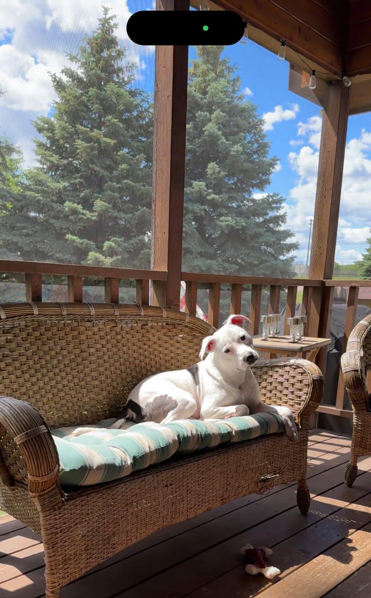 Enlarge Judge, a Adoptable mixed breed in Wayzata, MN image 4/5