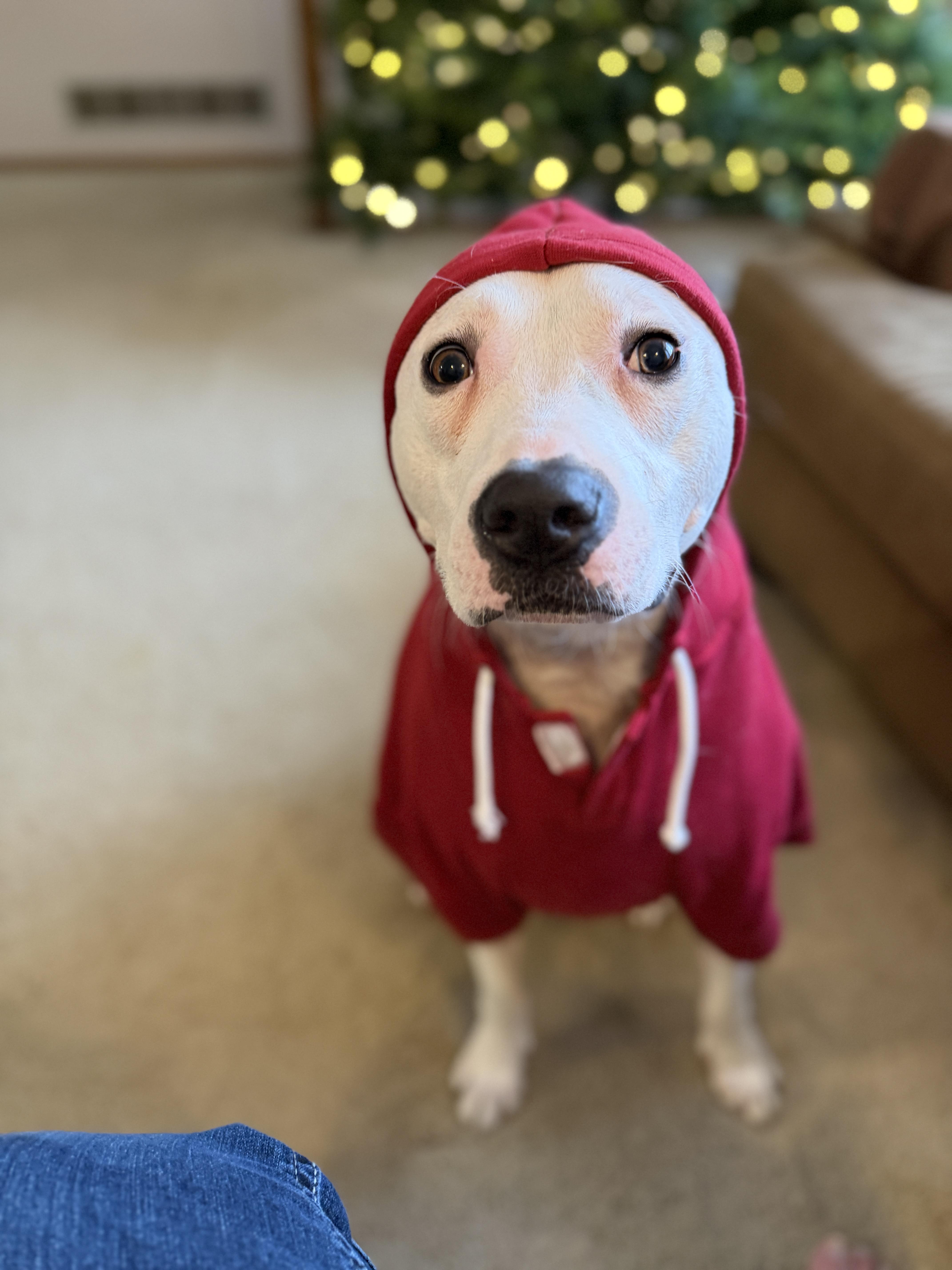 Enlarge Judge, a Adoptable mixed breed in Wayzata, MN image 5/5