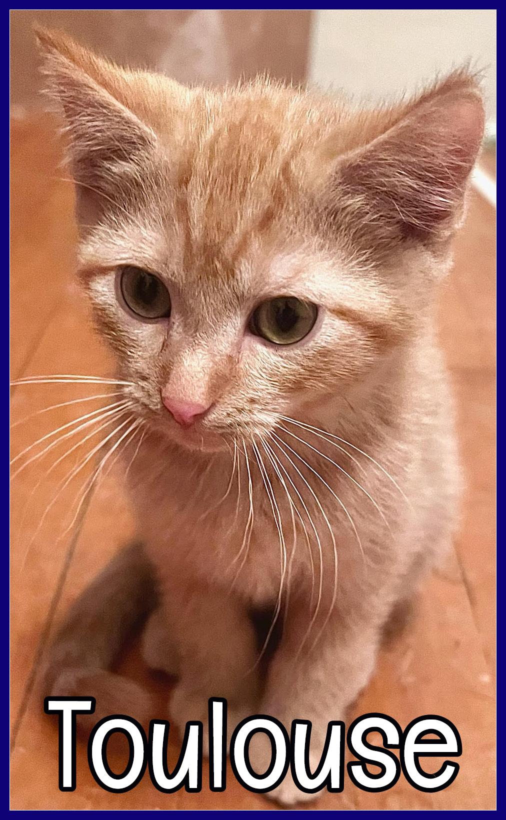 Enlarge Toulouse, an adopted Domestic Medium Hair in Valley City, ND image 1/1