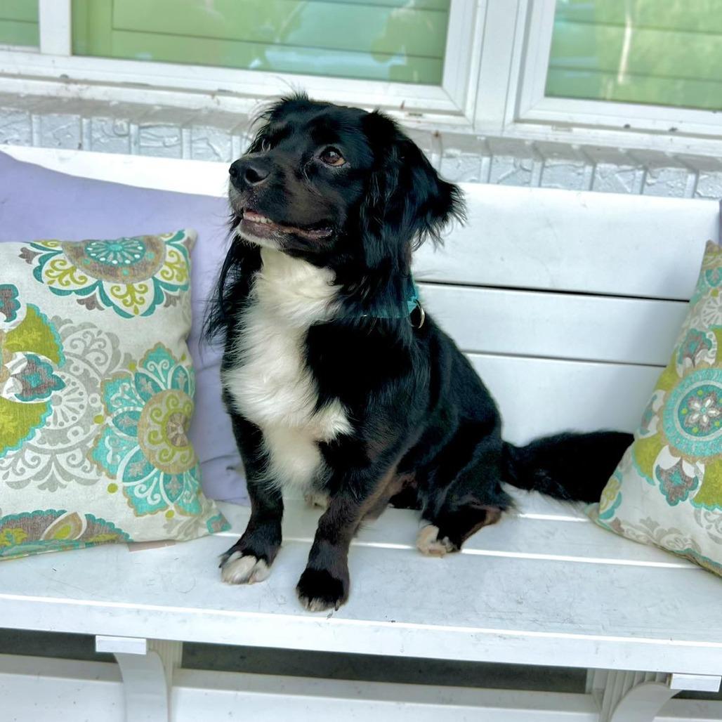 Axle, Adoptable, Adult Male Cocker Spaniel & Chihuahua.