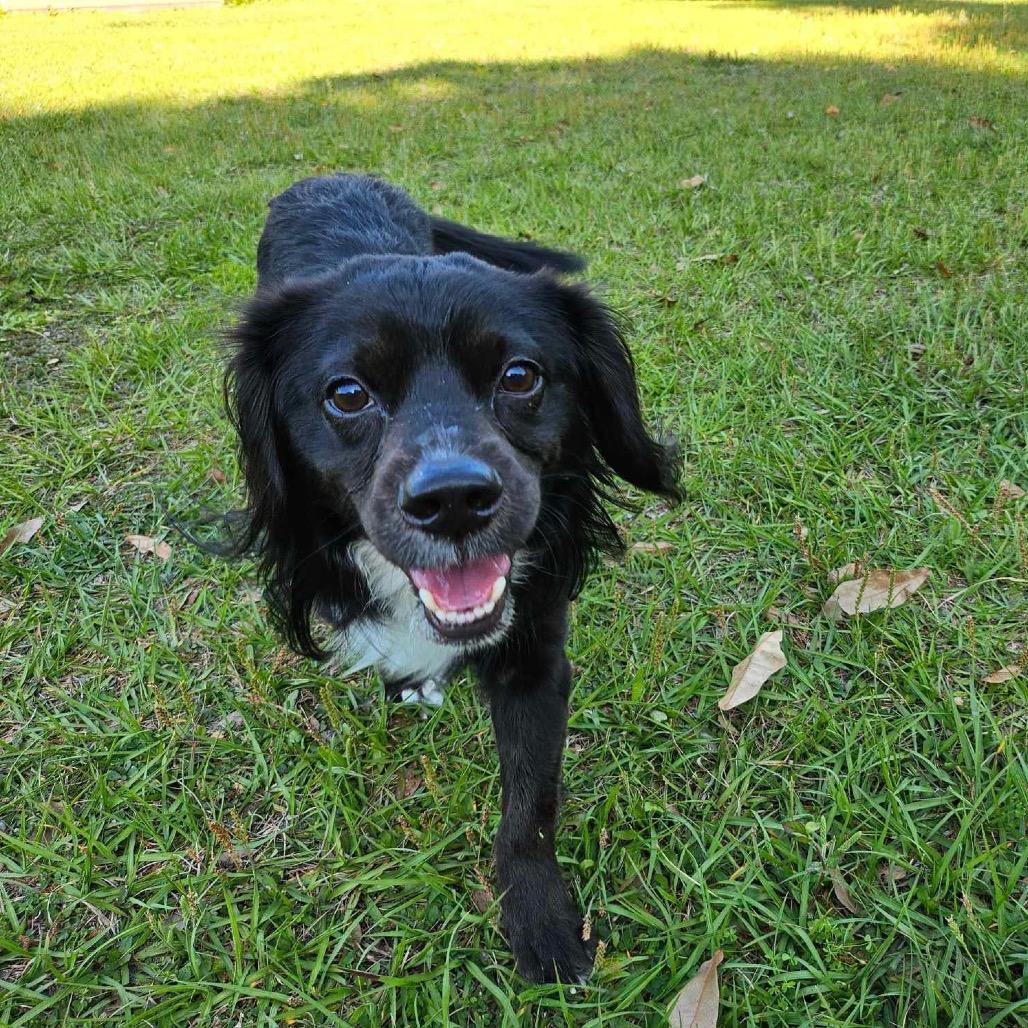 Axle, a Adoptable mixed breed in Sarasota, FL image 2/6