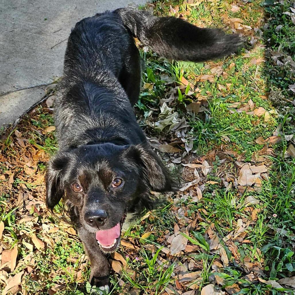 Axle, Adoptable, Adult Male Cocker Spaniel & Chihuahua.