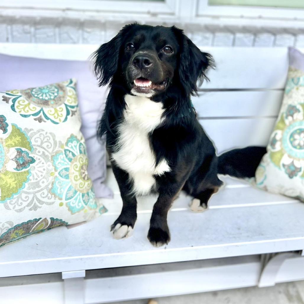 Enlarge Axle, a Adoptable mixed breed in Sarasota, FL image 2/6