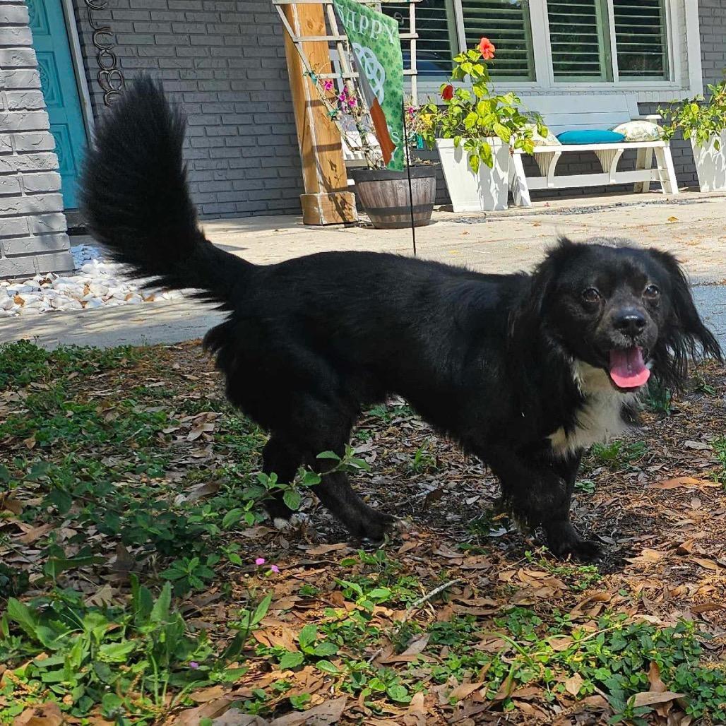 Axle, a Adoptable mixed breed in Sarasota, FL image 4/6