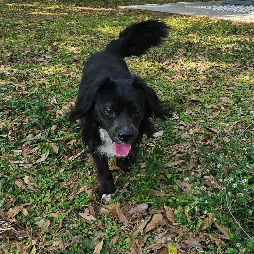 Axle, a Adoptable mixed breed in Sarasota, FL image 6/6