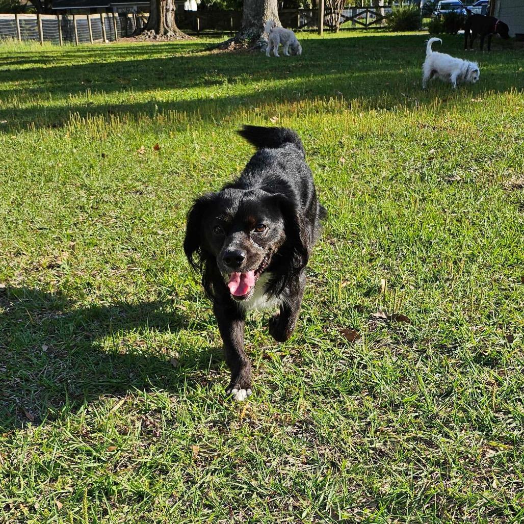 Enlarge Axle, a Adoptable mixed breed in Sarasota, FL image 6/6
