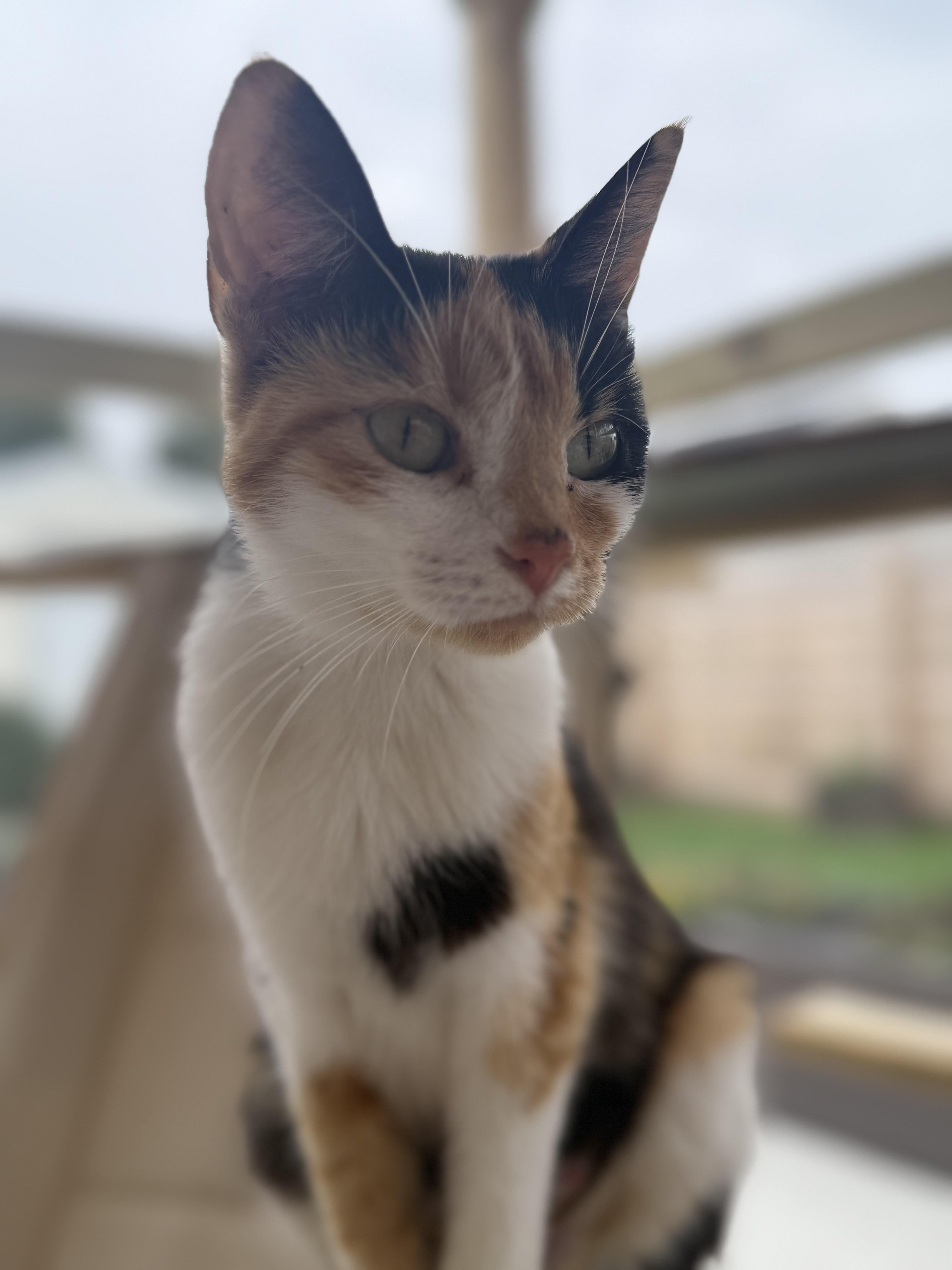 Glenda, Adoptable, Young Female Domestic Short Hair.