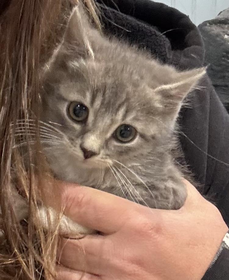 Trudy and Trenton, ADOPTABLE, Young Female Domestic Medium Hair.