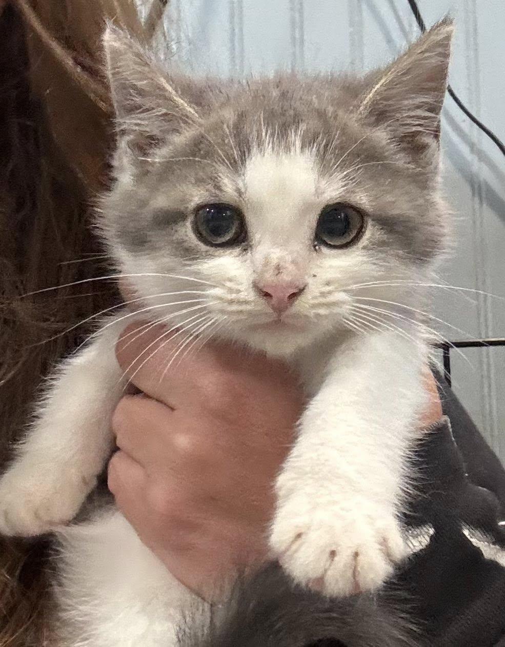 Trudy and Trenton, adopted, Young Female Domestic Medium Hair.