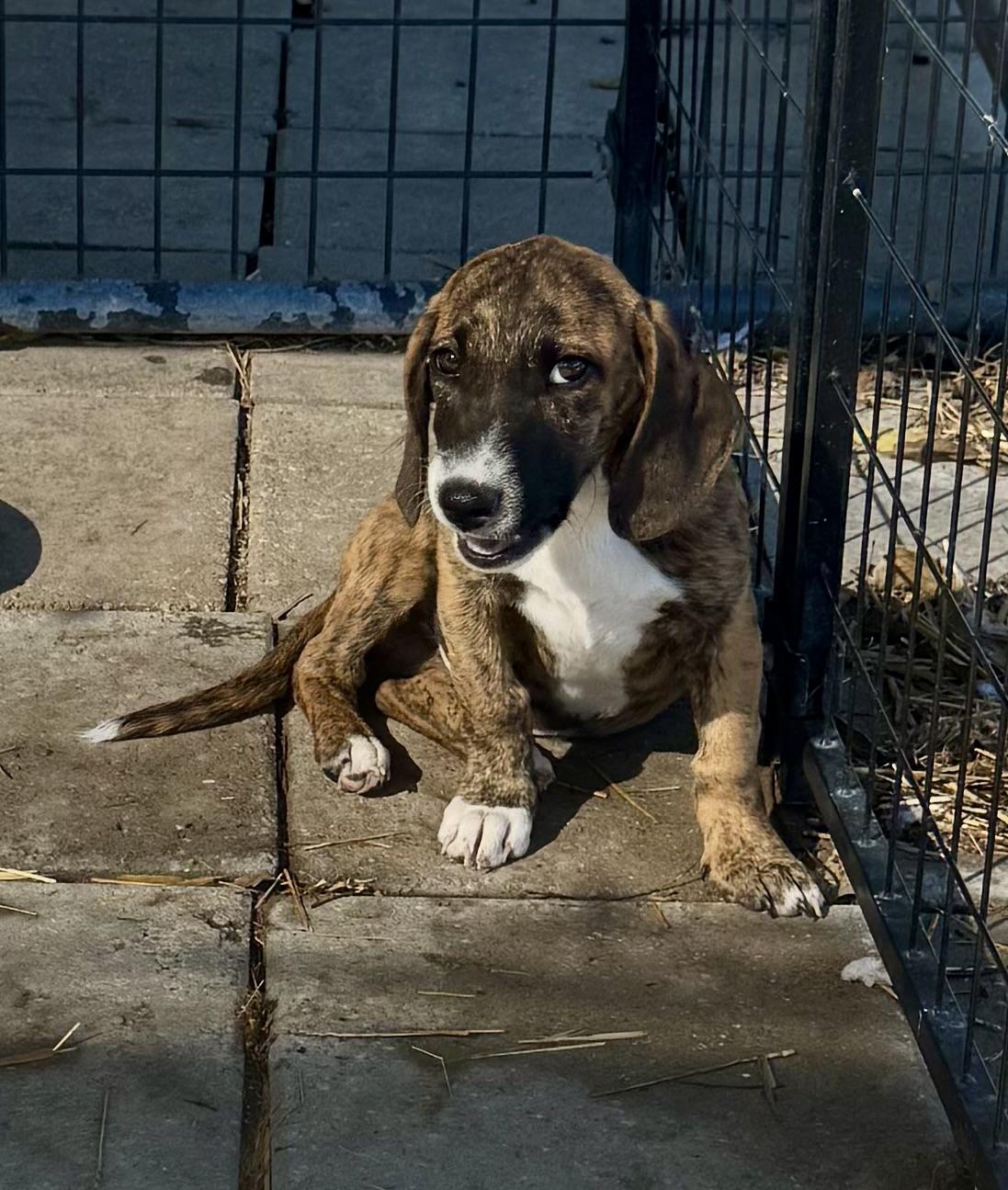 Enlarge Kol, a Adoptable mixed breed in Washington, MO image 3/3