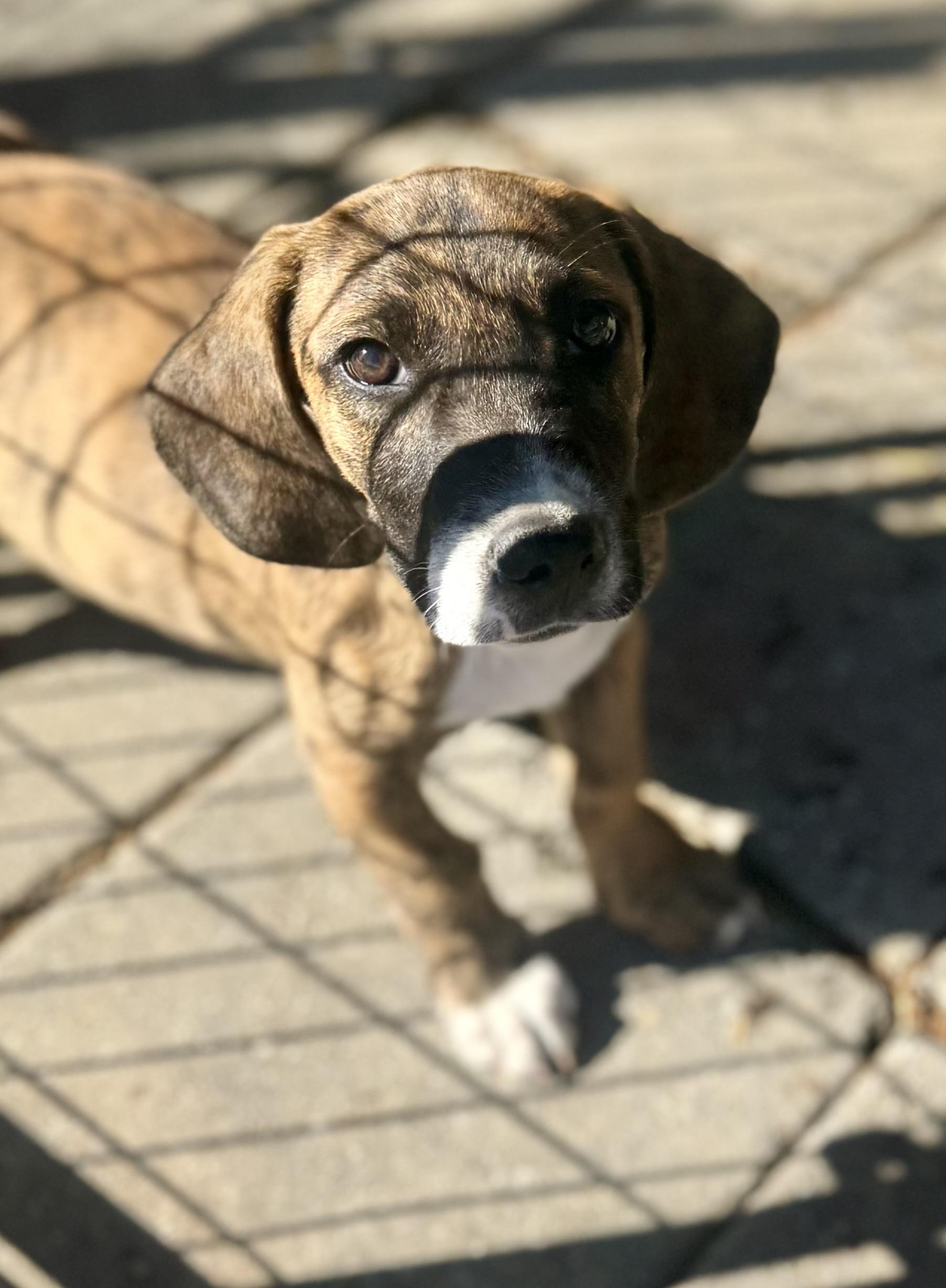 Enlarge Kol, a Adoptable mixed breed in Washington, MO image 1/3