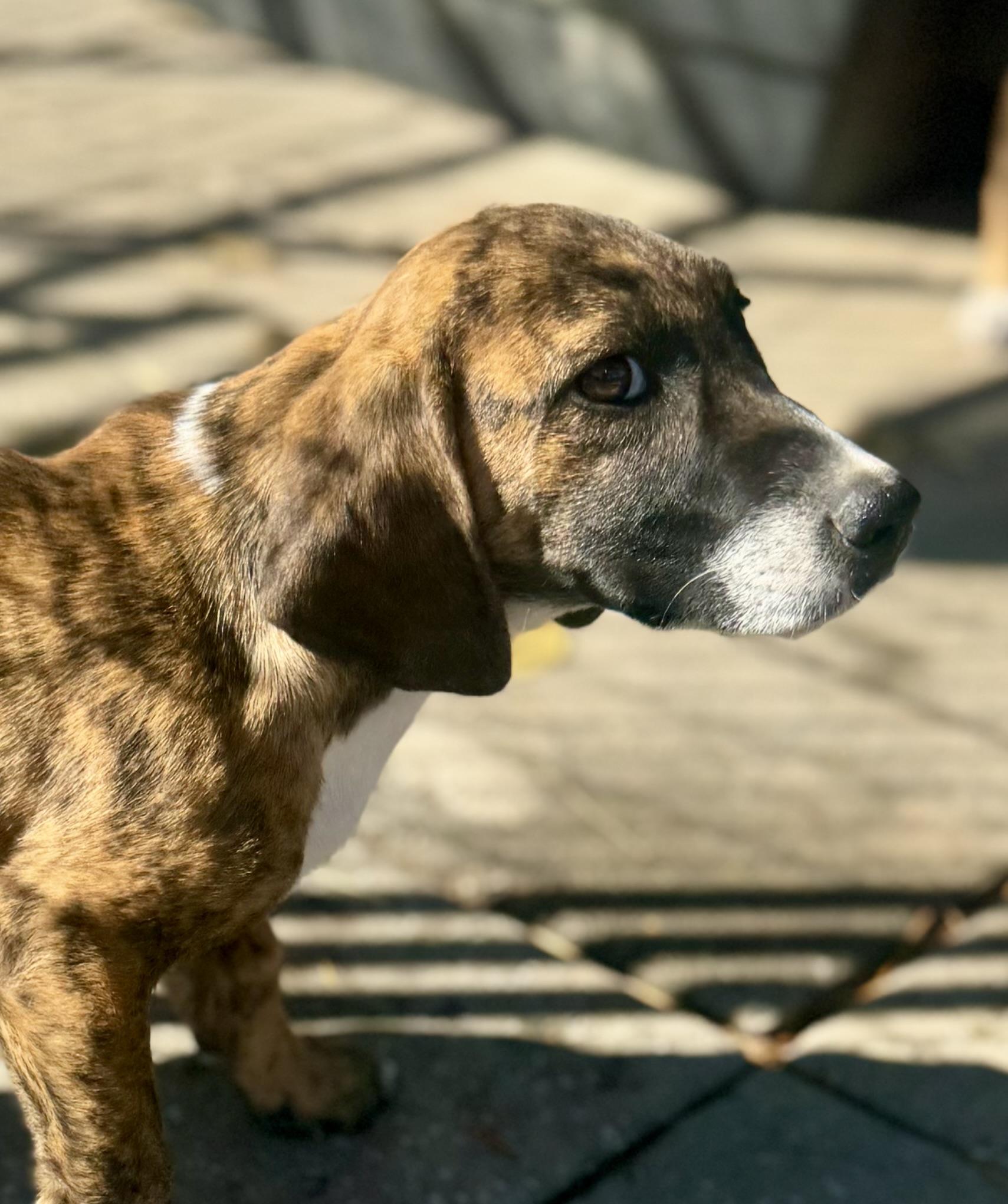 Enlarge Kol, a Adoptable mixed breed in Washington, MO image 2/3