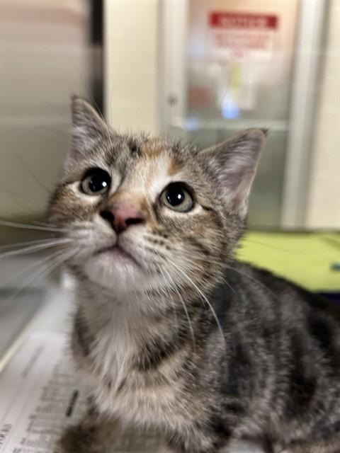 Lily A218444, adopted, Kitten Female Torbie.