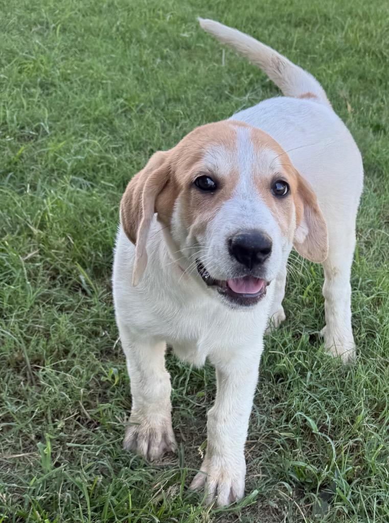 Caty, Adopted, Young Female Anatolian Shepherd & Basset Hound.