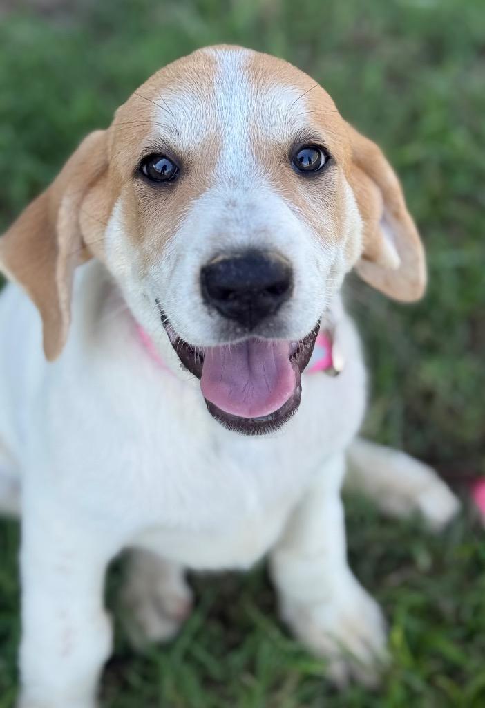 Caty, Adopted, Young Female Anatolian Shepherd & Basset Hound.