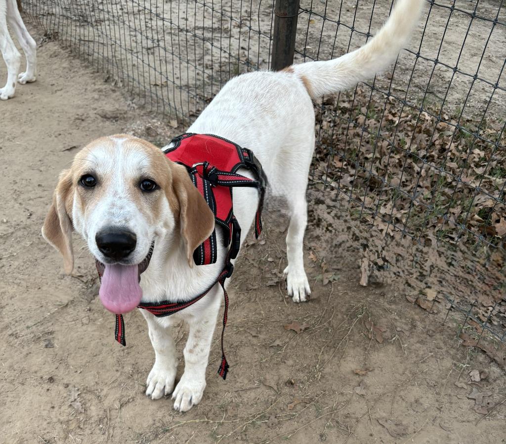 Enlarge Caty, a Adopted mixed breed in Quinlan, TX image 2/4