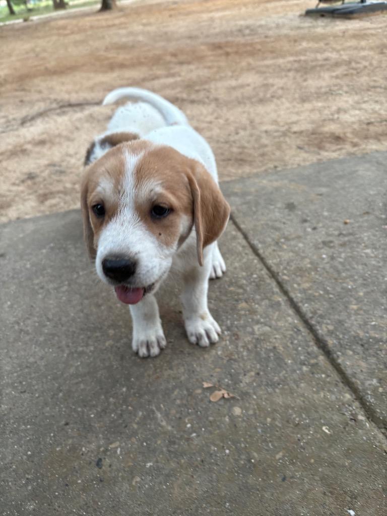 Enlarge Caty, a Adopted mixed breed in Quinlan, TX image 4/4