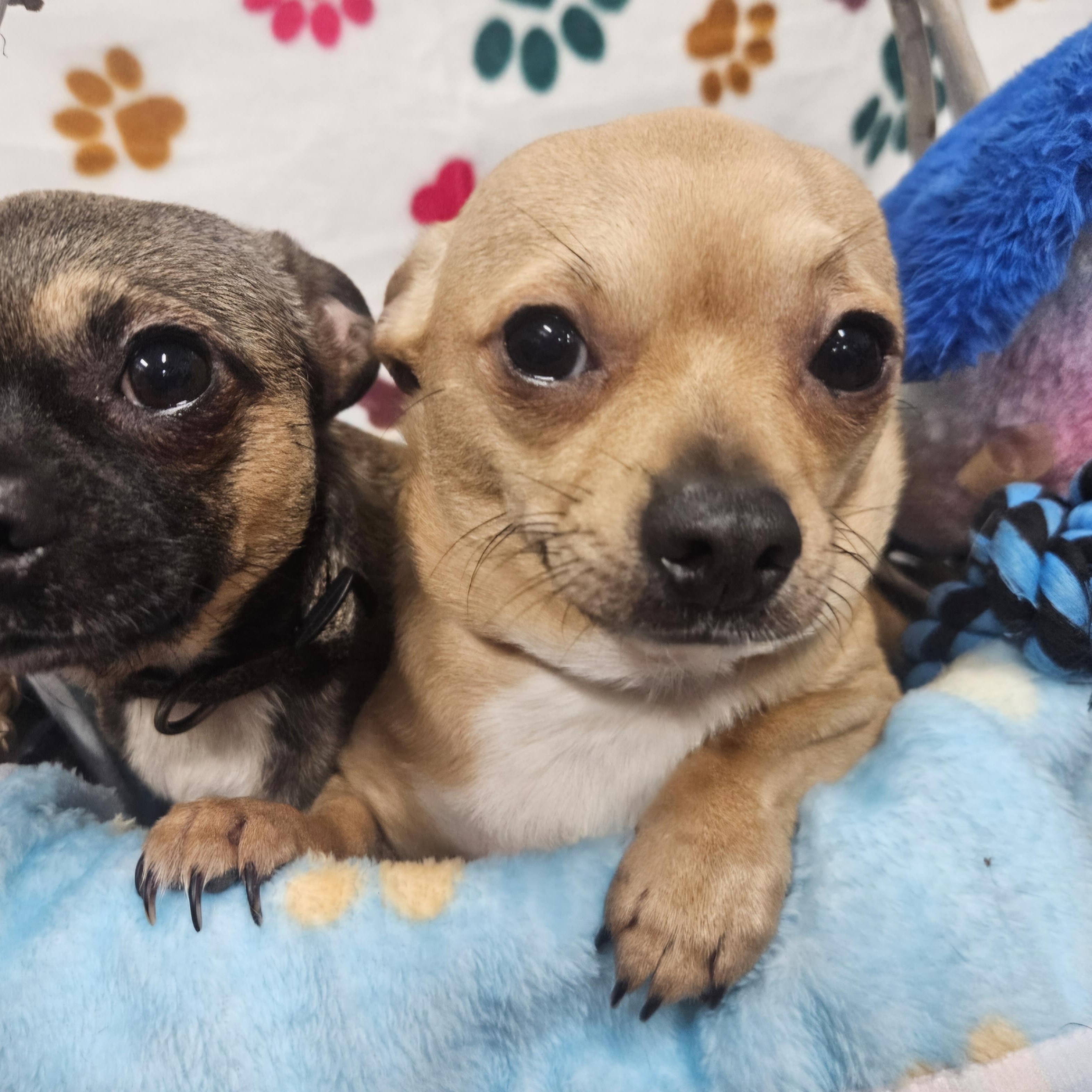 Cream Puff — thumbnail 6