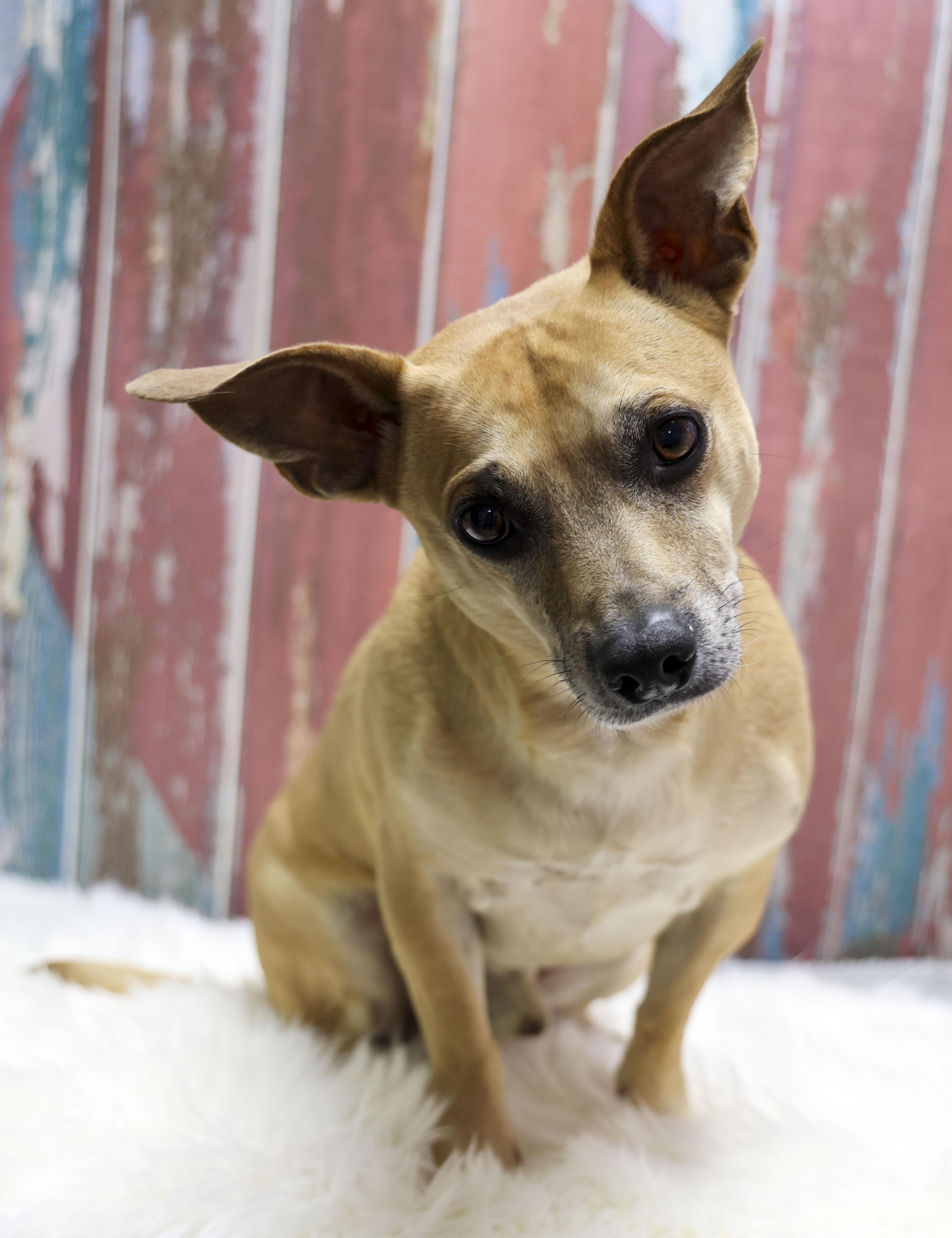 Tobie, Adoptable, Young Male Chihuahua & Mixed Breed.