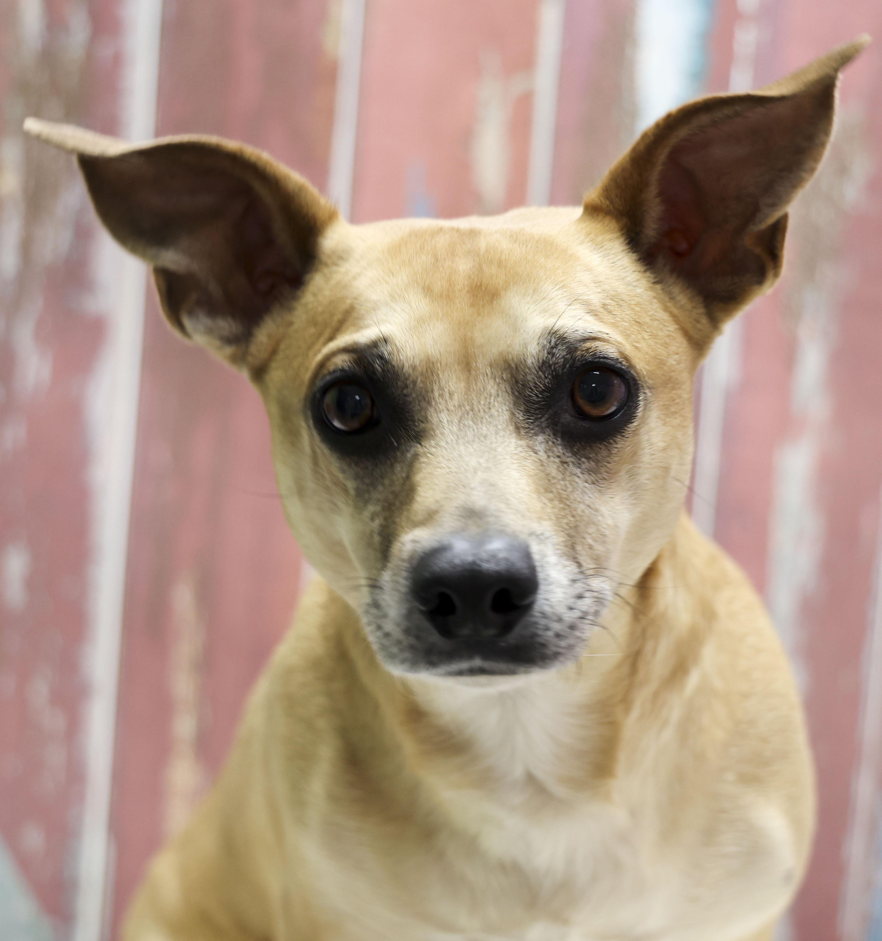 Tobie, a Adoptable mixed breed in Casa Grande, AZ image 3/3