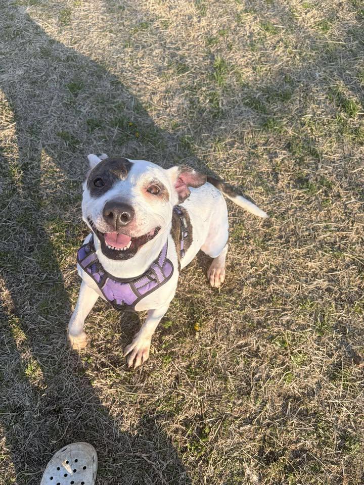 Alana, a ADOPTABLE mixed breed in Mullins, SC image 1/6