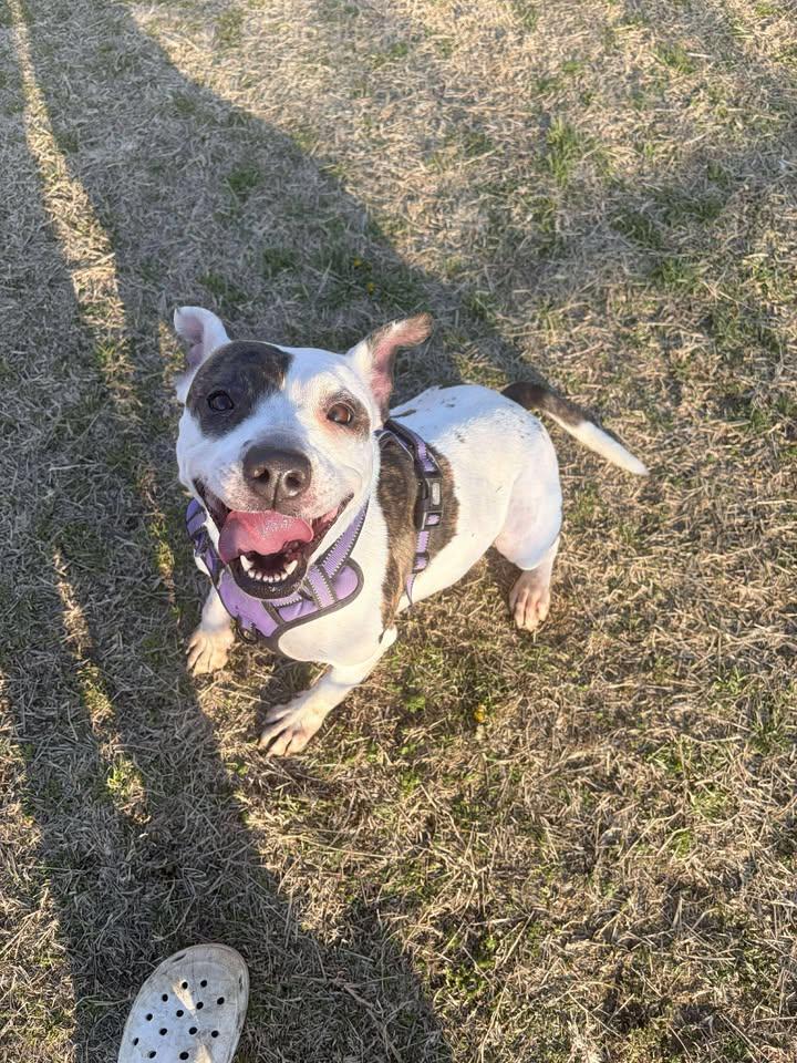 Alana, a ADOPTABLE mixed breed in Mullins, SC image 3/6