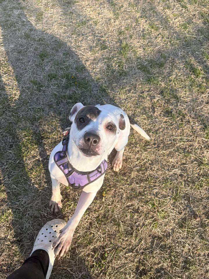 Alana, a ADOPTABLE mixed breed in Mullins, SC image 5/6