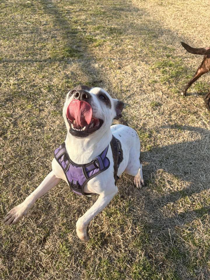 Alana, a ADOPTABLE mixed breed in Mullins, SC image 2/6